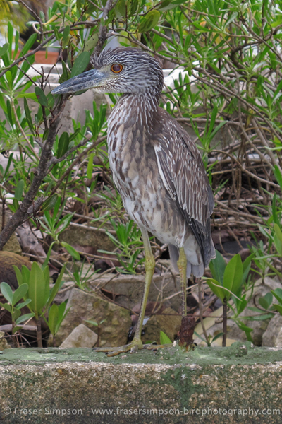 Yellow-crowned Night-Heron (Nyctanassa violacea) � Fraser Simpson 2014