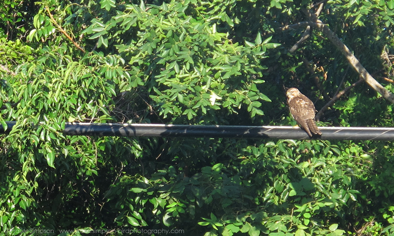 Broad-winged Hawk (Buteo platypterus) � Fraser Simpson 2016