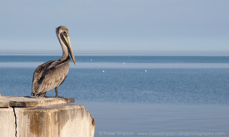 Brown Pelican (Pelecanus occidentalis), Long Key  � Fraser Simpson  2016