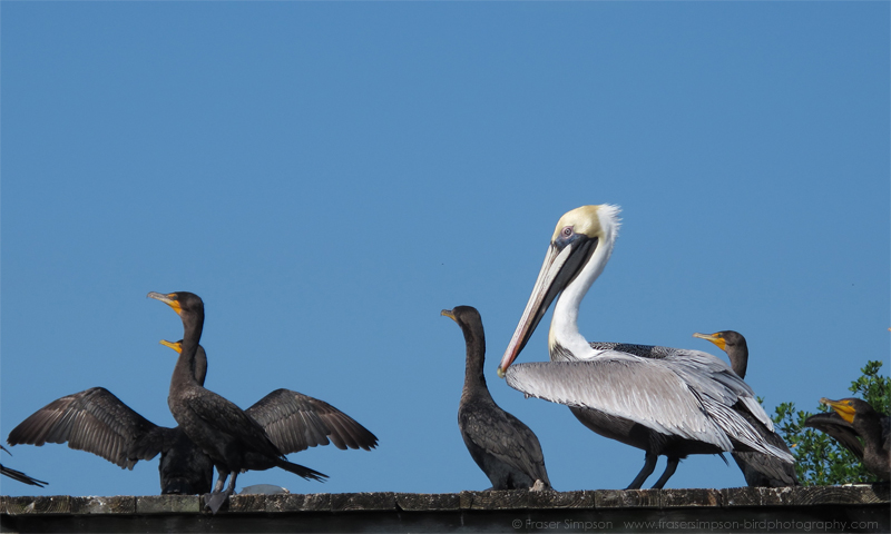 Brown Pelican (Pelecanus occidentalis), Big Pine Key  � Fraser Simpson  2016