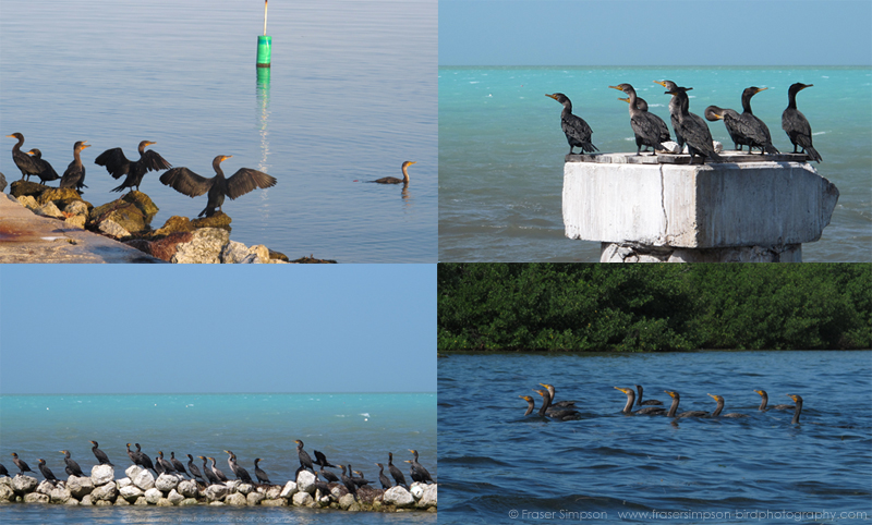 Double-crested Cormorant (Phalacrocorax auritus) � Fraser Simpson 2016
