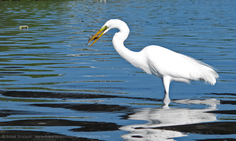 Great Egret (Ardea alba) � Fraser Simpson 2016