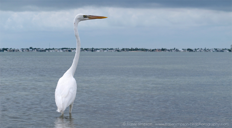 Great White Heron (Ardea herodias) � Fraser Simpson 2016