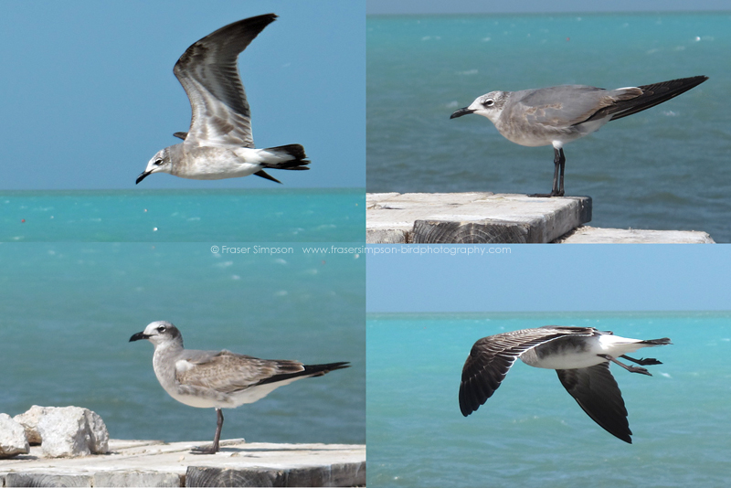 Laughing Gulls  (Larus atricilla) � Fraser Simpson 2016