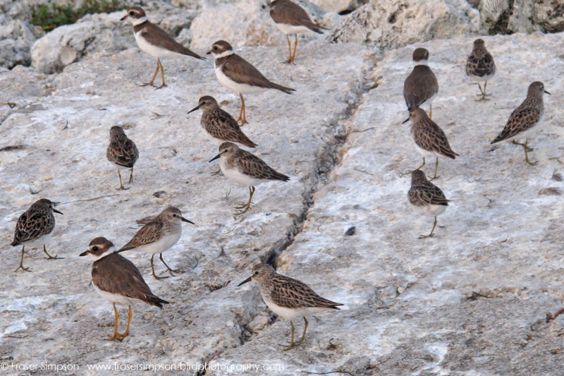 Least Sandpipers (Calidris minutilla) & Semipalmated Plovers (Charadrius semipalmatus) � Fraser Simpson 2016