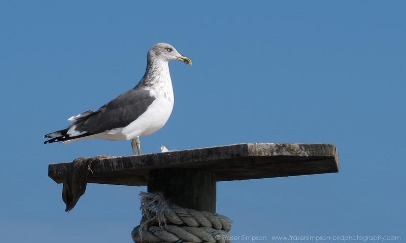 Lesser Black-backed Gull (Larus fuscus) � Fraser Simpson 2016