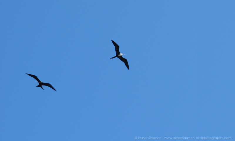Magnificent Frigatebird (Fregata magnificens) � Fraser Simpson 2016