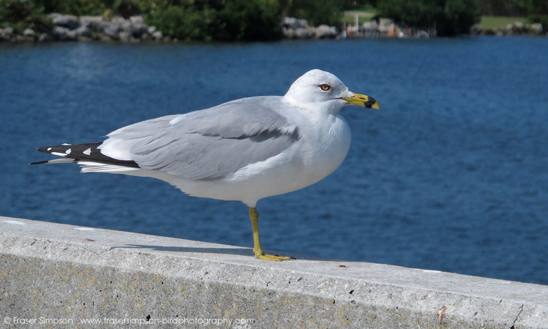 Ring-billed Gull  (Larus delawarensis) � Fraser Simpson 2016