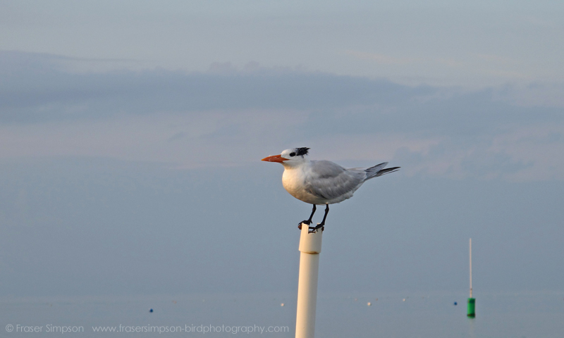 Royal Tern (Sterna maxima) � Fraser Simpson 2016