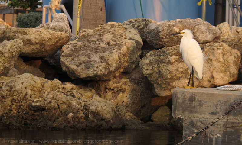 Snowy Egret (Egretta thula) � Fraser Simpson 2016