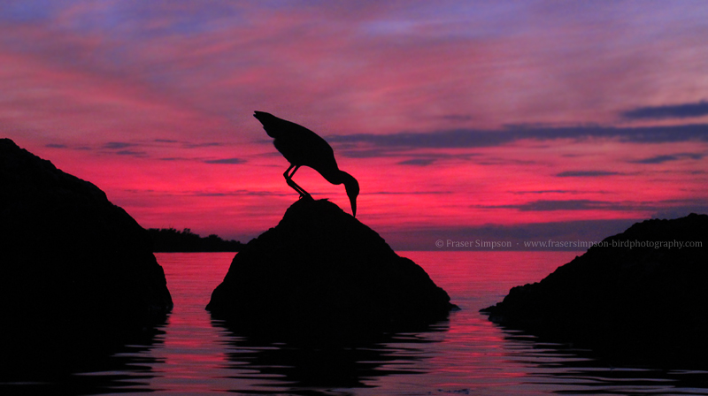 Yellow-crowned Night-Heron (Nyctanassa violacea), Long Key � Fraser Simpson 2016