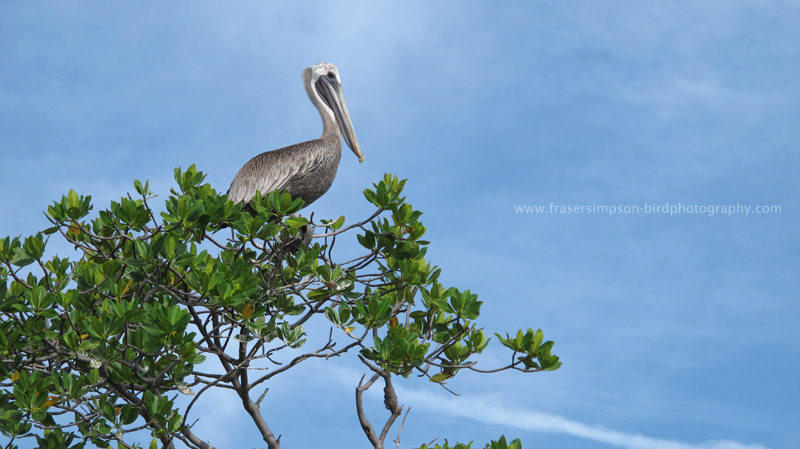 Brown Pelican (Pelecanus occidentalis), Pye Key � Fraser Simpson