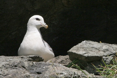 Fulmar  2005  F. S. Simpson