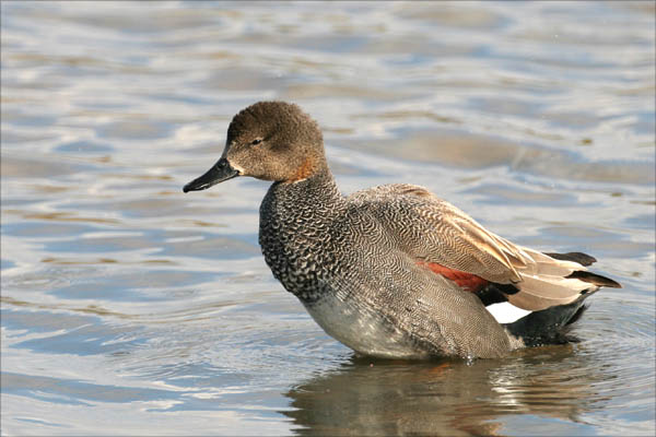 Gadwall 2006 Fraser Simpson