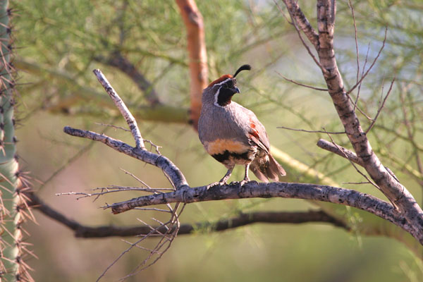 Gambel's Quail 2006 Fraser Simpson