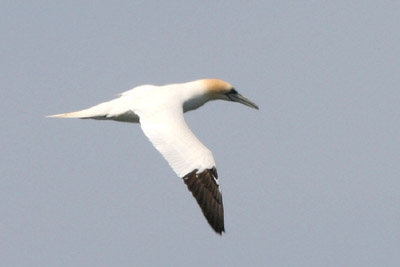 Gannet  2005  F. S. Simpson