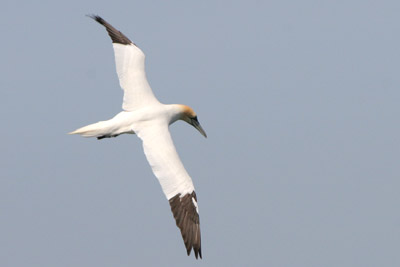 Gannet  2005  F. S. Simpson