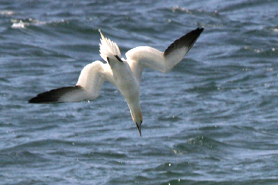 Gannet  2005  F. S. Simpson