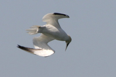 Gannet  2005  F. S. Simpson