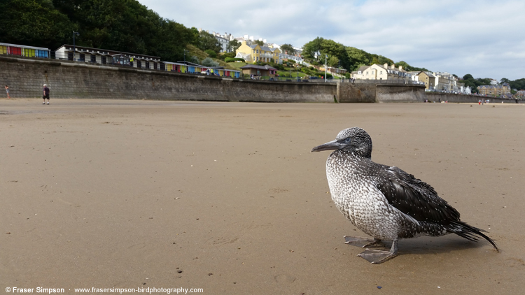 Gannet (Morus bassanus), fledgling on the beach at Filey (possibly ill/injured) 5 September 2016 © Fraser Simpson · www.fssbirding.org.uk