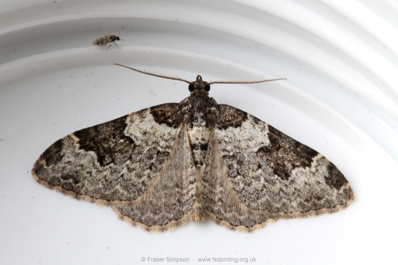 Garden Carpet (Epirrhoe alternata) � Fraser Simpson