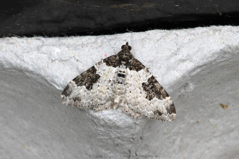 Garden Carpet (Epirrhoe fluctuata) � Fraser Simpson