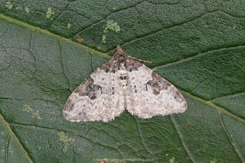 Garden Carpet (Epirrhoe fluctuata) � Fraser Simpson