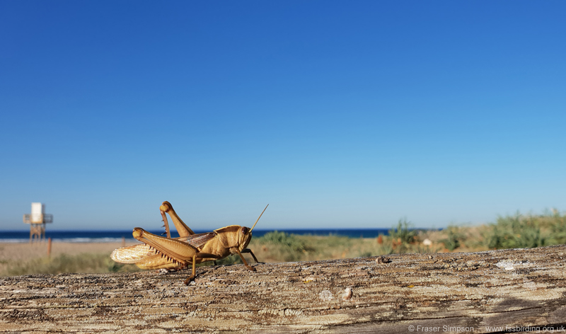 Brown-headed Grasshopper/Garden Locust (Acanthacris ruficornis citrina) � Fraser Simpson