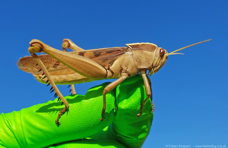 Brown-headed Grasshopper/Garden Locust (Acanthacris ruficornis citrina) � Fraser Simpson
