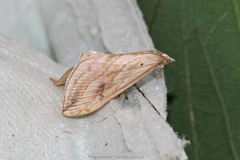 Garden Pebble (Evergestis forficalis) � Fraser Simpson