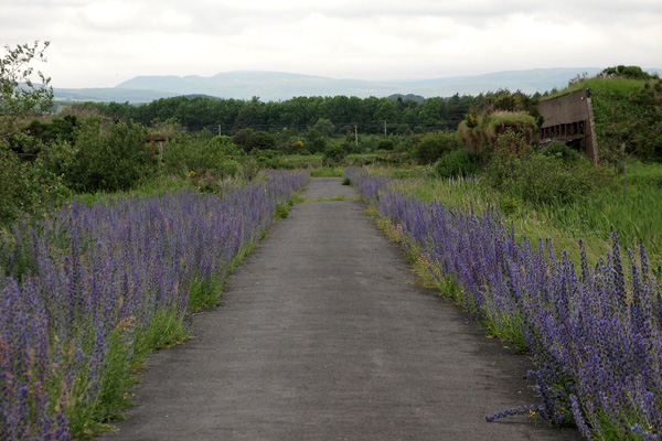 Bugloss at Garnock East � Iain Hamlin