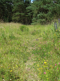 Garnock East flowers � Iain Hamlin