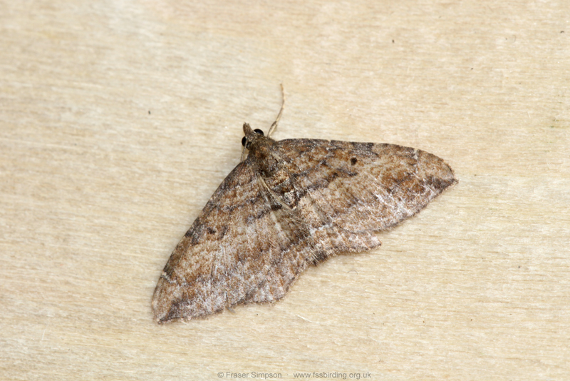 The Gem (Nycterosea obstipata) � Fraser Simpson