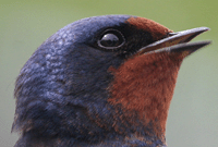 Slideshow of recent photographs