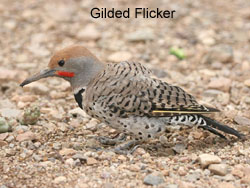 Gilded Flicker � 2006  F. S. Simpson