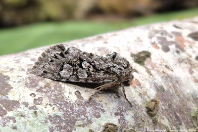Glaucous Shears�(Papestra biren), Blencathra FSC, Cumbria, England, June 2026 � Fraser Simpson 2026