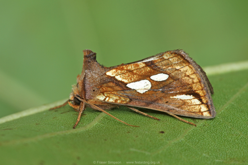 Gold Spot (Plusia festucae) � Fraser Simpson