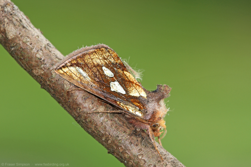 Gold Spot (Plusia festucae) � Fraser Simpson