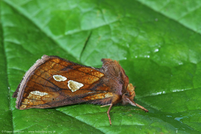 Gold Spot (Plusia festucae)  Fraser Simpson