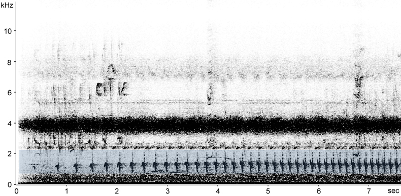 Sonogram of Great Antshrike song