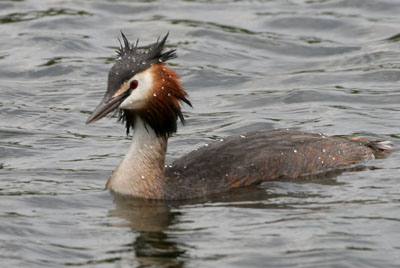Great Crested Grebe � 2005  F. S. Simpson