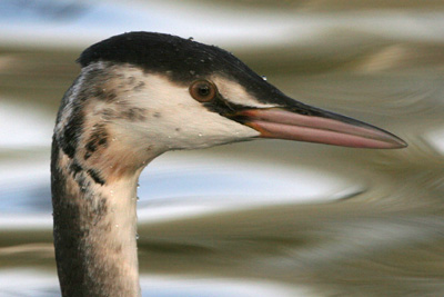 Great Crested Grebe (winter plumage) �2005 Fraser Simpson