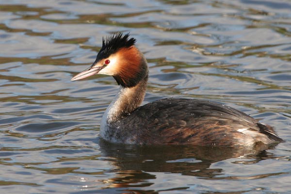 Great Crested Grebe �2006 Fraser Simpson