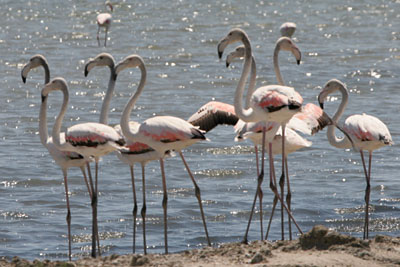 Greater Flamingo, Porto Lagos, � 2005  F. S. Simpson