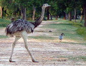 Greater Rhea