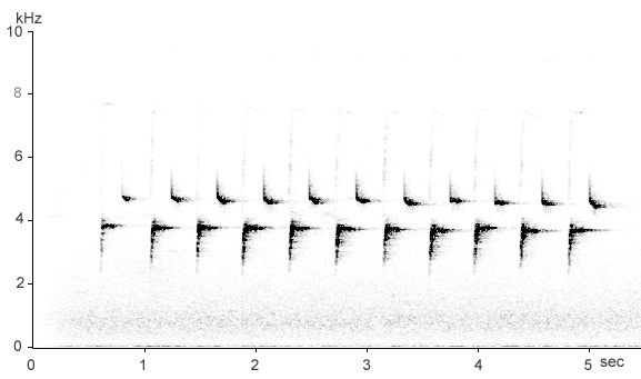 Sonogram of Great Tit song
