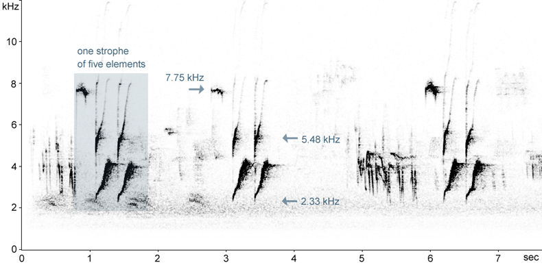 Sonogram of Great Tit song