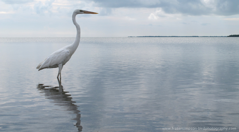 Great White Heron (Ardea herodia), Summerland Key � Fraser Simpson