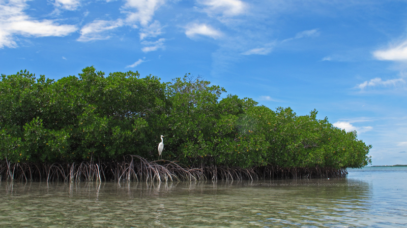 Great White Heron (Ardea herodia), Money Key � Fraser Simpson