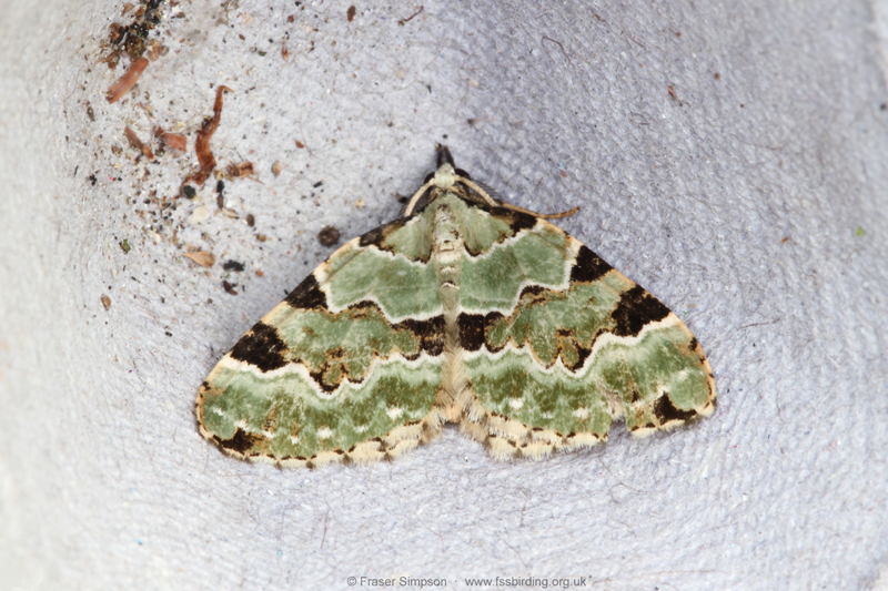 Green Carpet (Colostygia pectinataria) � Fraser Simpson